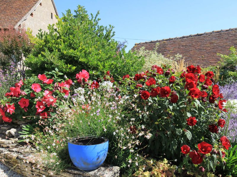 Massif avec rosiers rouge et graminées