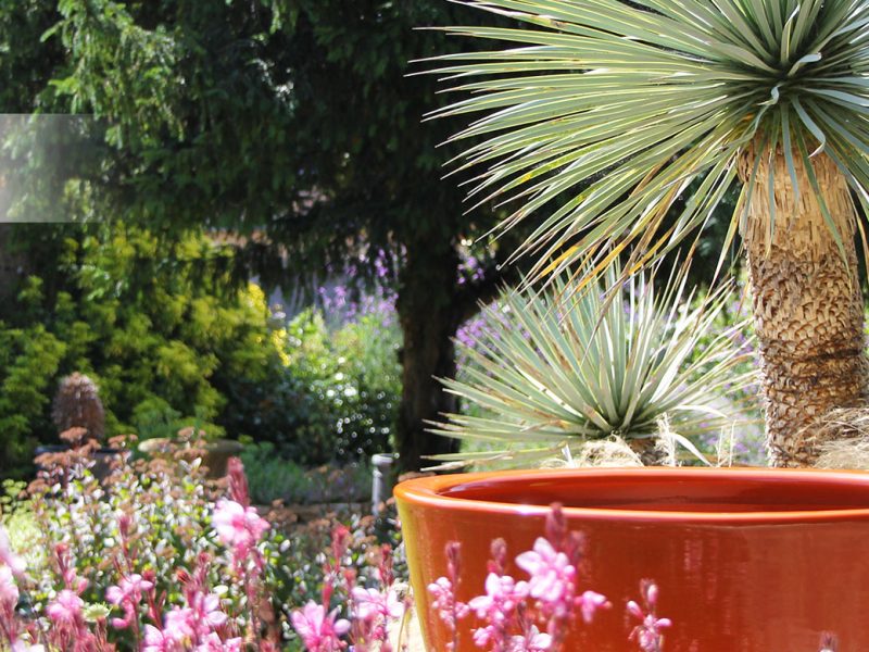 poterie vernie orange avec yucca rostrata et vivaces colorées